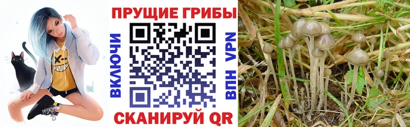 Галлюциногенные грибы MAGIC MUSHROOMS  Купить где  Нязепетровск 